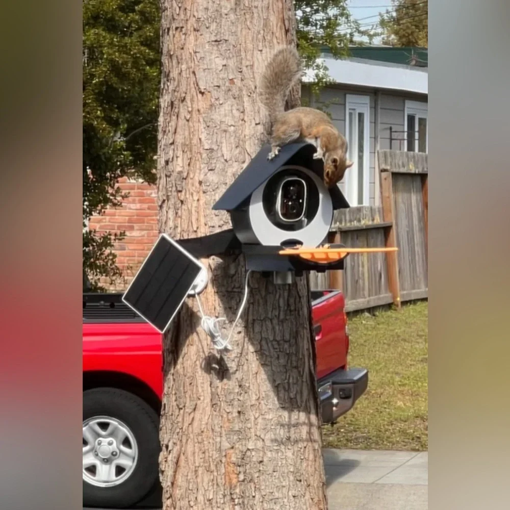Birdkiss Smart Bird Feeder - NIB
